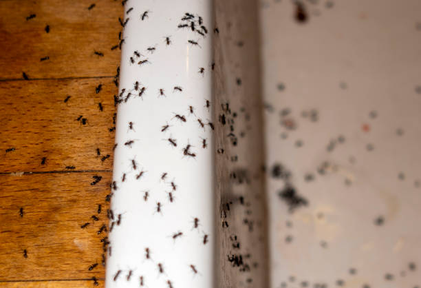 Best Pest Inspection Near Me  in Meiners Oaks, CA