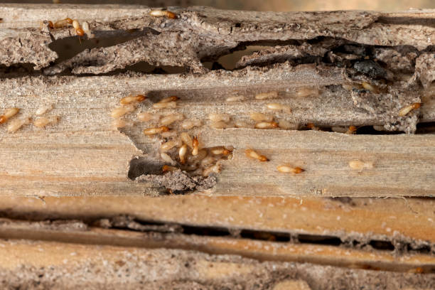 Best Pest Control Near Me  in Meiners Oaks, CA