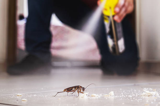 Best Best Pest Control Companies  in Meiners Oaks, CA