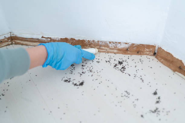 Best Rat Extermination Near Me  in Meiners Oaks, CA